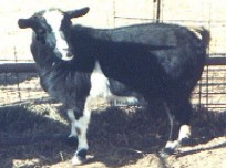 Mason Dixie